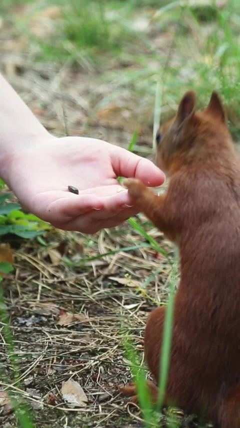 The squirrel has seeds from his hand. Feeding a rodent. Stock Footage 315421995