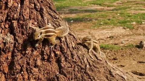 Squirrel have fun near the tree Stock Footage 75247457