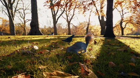 Squirrel Having Fun On A Sunny Day Stock Footage 312582166