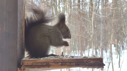The squirrel having meal at the yard. Stock Footage 237997716