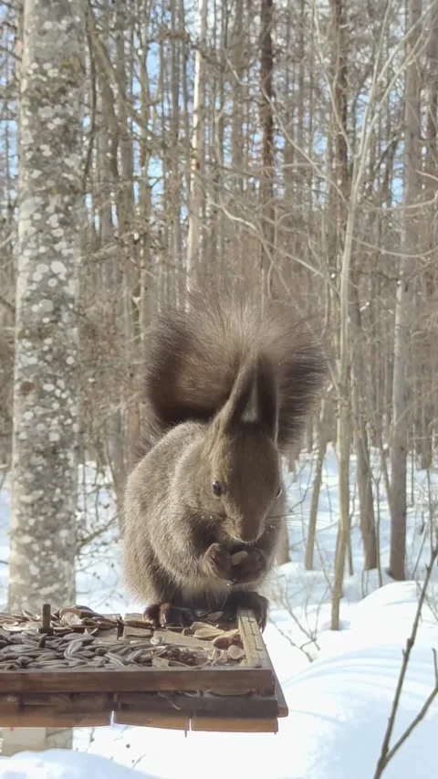 The squirrel having meal at the yard. Stock Footage 238476593