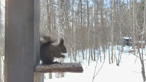 The squirrel having meal at the yard. Stock Footage 238547405