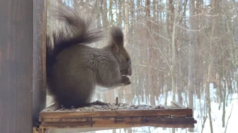 The squirrel having meal at the yard. Stock Footage 238694739