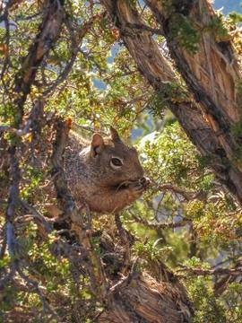 Squirrel having a munch up on a tree Stock Photos