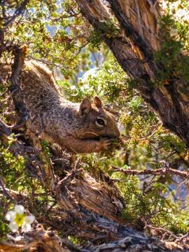 Squirrel having a munch up on a tree Stock Photos