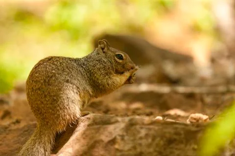 Squirrel having a munch up on a tree Stock Photos