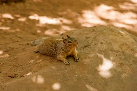 Squirrel having a munch up on a tree Stock Photos