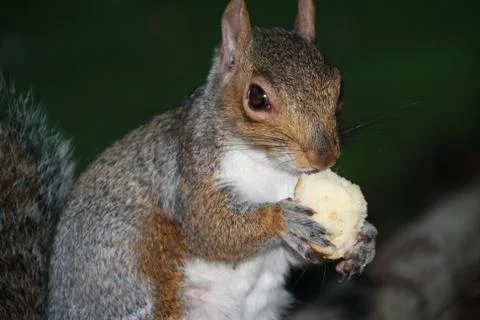 Squirrel having a snack Stock Photos