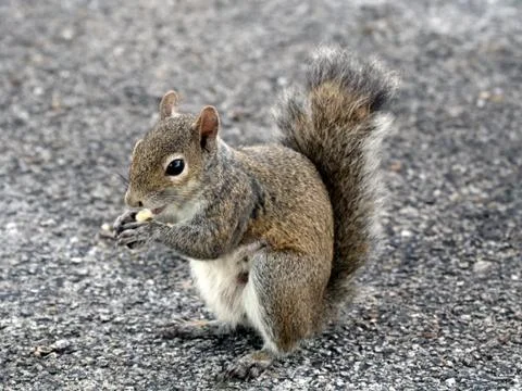 Squirrel Having Snack Stock Photos