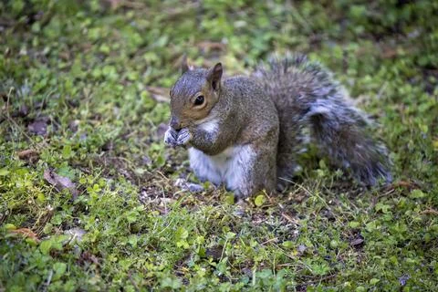 Squirrel Having a Snack Stock Photos