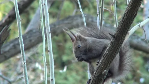 Squirrel hazelnut Stock Footage 162608525