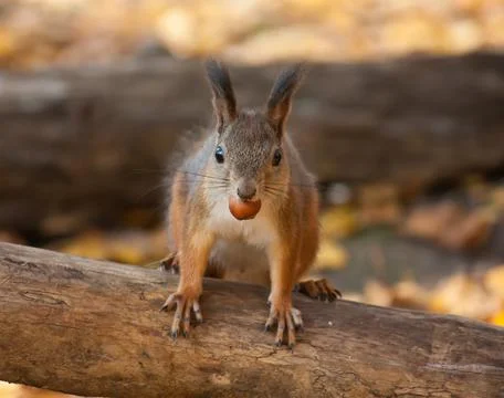 Squirrel with hazelnut Stock Photos