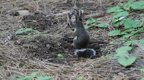  Squirrel Hd Stock-Footage 1217048