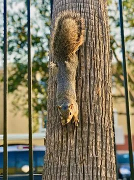 Squirrel head down on the tree in the park Stock Photos