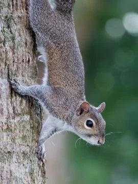 Squirrel Head Down Tree Trunk in Profile Stock Photos