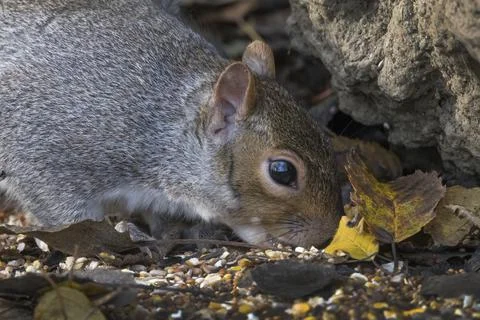 Squirrel head shot Fotos Stock
