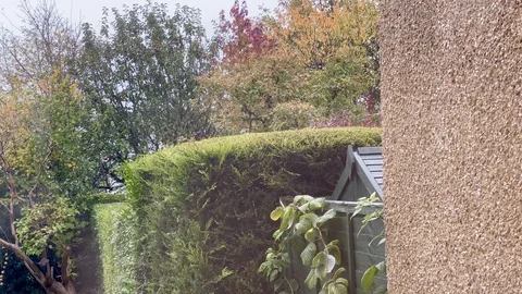 Squirrel on hedge Stock Footage 119207323