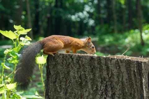 Squirrel on a hemp with a nut Stock Photos