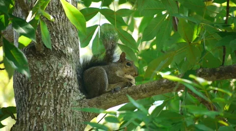 A Squirrel with a Hickory Nut Vidéo 866539