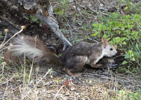 Squirrel hidden behind a trunk Stock Photos