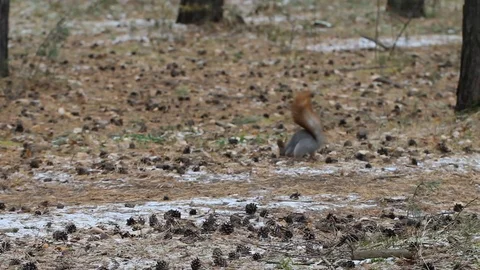 Squirrel hides a extracted nut, bury it between trees Stock Footage 116425795