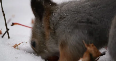 A squirrel hides a hazelnut in the snow in a winter forest. The scene reflects Stock Footage 291717863