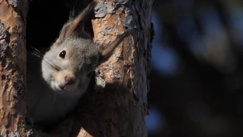 Squirrel hides in the hollow. Siberia Stock Footage 269206471