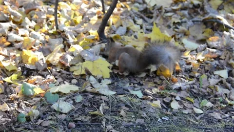 Squirrel hides a nut Stock Footage 162668603