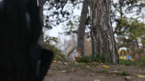 The squirrel hides something under a tree, then runs away Stock Footage 229860325