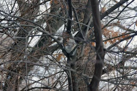 The squirrel hiding among the empty branches in winter Stock Photos
