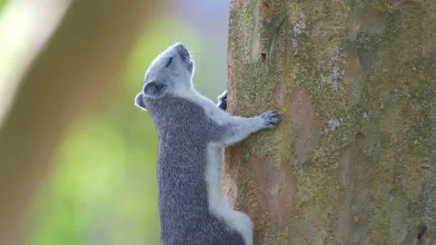 Squirrel hiding behide the tree Stockbeeldmateriaal 232966476