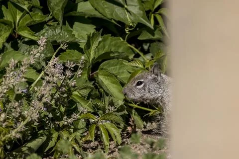 Squirrel hiding behind a post while making its way through the ivy vines Stock Photos