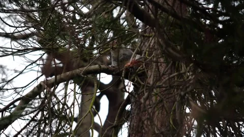 A squirrel hiding behind the tree branches Video stock 295007320