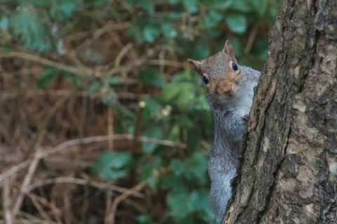 Squirrel hiding behind a tree Stock Photos