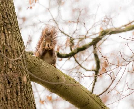 Squirrel hiding at the branch of a tree Stock Photos
