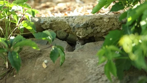 Squirrel Hiding in Burrow - Slow Motion - Shallow Depth of Field Stock Footage 155729774