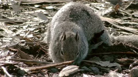 Squirrel Hiding Food Close View Stock Footage 10680180