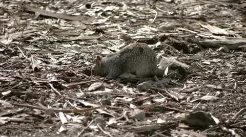 Squirrel Hiding Food Stock Footage 10680343