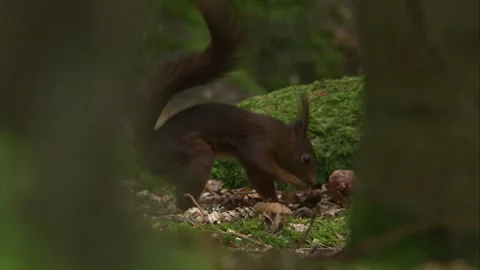 Squirrel hiding food in ground Stock Footage 324797395