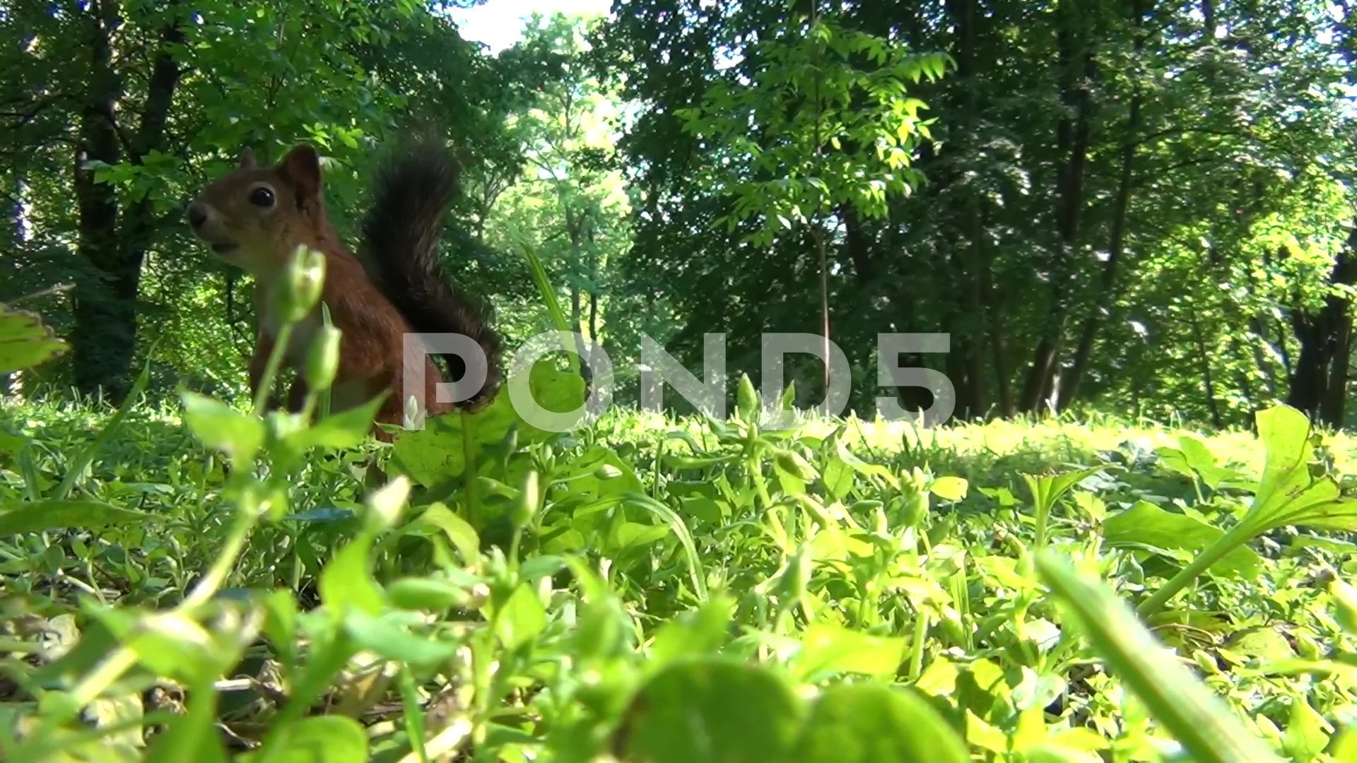 Premium Photo | Two squirrels on a branch with a pine cone on the right