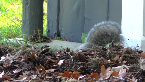 A squirrel hiding a nut Stock-Footage 321244161