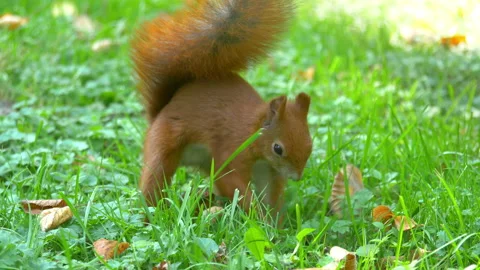Squirrel hiding nut in the ground in 4k slow motion 60fps Video stock 122385553