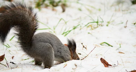 Squirrel hiding nut in snowy ground during early winter near wooden fence in nat Stock Footage 294250947