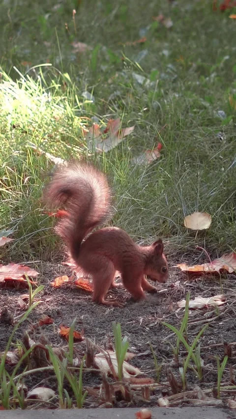 A squirrel hiding a nut. Vertical Close-up Footage. Stock Footage 241542329