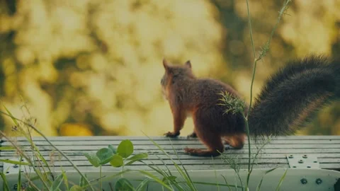 SQUIRREL HIDING NUTS AND DIGGING ON BALCONY WHILE CLIMBING AND JUMPING AROUND Stock Footage 251362458