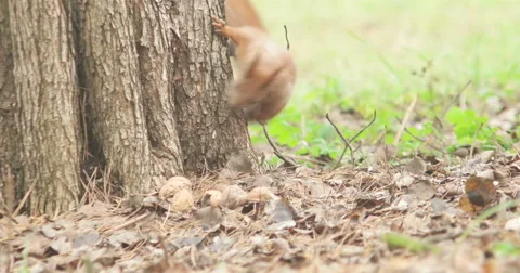 Squirrel hiding nuts Vídeo Stock 57431226