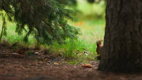 Squirrel is hiding nuts in green grass of lawn in park. Fluffy rodent eats more Video stock 222023691