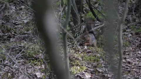 Squirrel Hiding Pine Cone, Seen Though Tree Branches, Foraging Behavior Scene Vídeos de archivo 198001031
