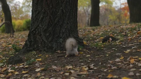 A squirrel is hiding something in the autumn foliage under a tree Stock Footage 229860142