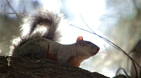 Squirrel hiding on a tree Stock-Footage 10562105